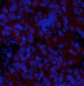 Валидация Elabscience E-AB-20886