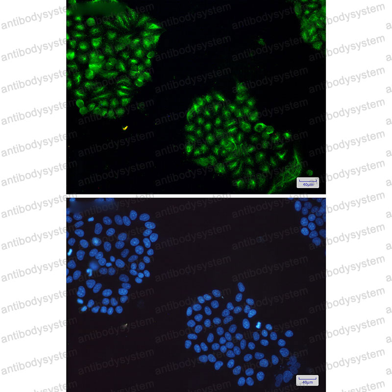 Валидация IF - AntibodySystem RHE45807