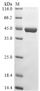 SDS-PAGE