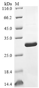 SDS-PAGE