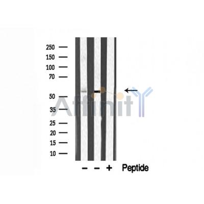 Валидация Affinity DF3088 - 13836