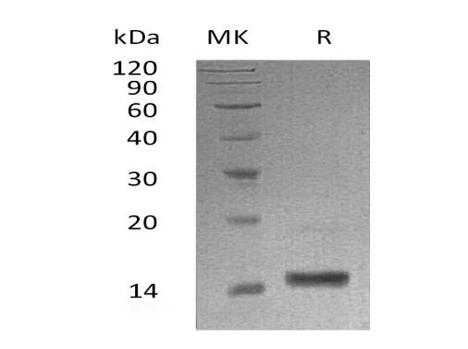 Валидация Elabscience PKSH033250(3590)