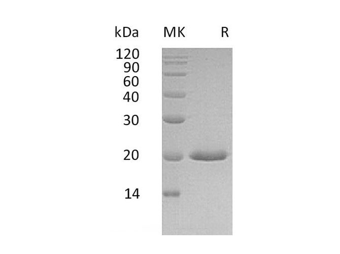 Валидация Elabscience PKSH033280(3617)