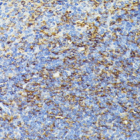 Валидация Elabscience E-AB-65067