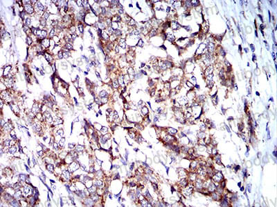 Валидация AntibodySystem RHG36302 (2919)