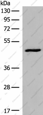 Вестерн-блоттинг, DCP2, клетки HL-60
