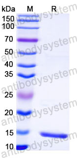 Валидация SDS-PAGE - AntibodySystem RVV21603