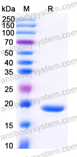 YHF14301, SDS-PAGE