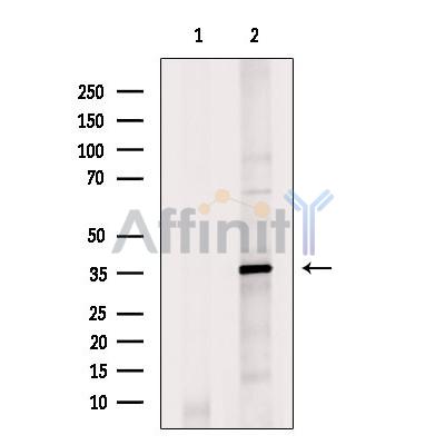 Валидация Affinity DF9581 - 22270