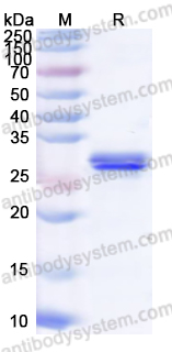 Валидация AntibodySystem YHC23602