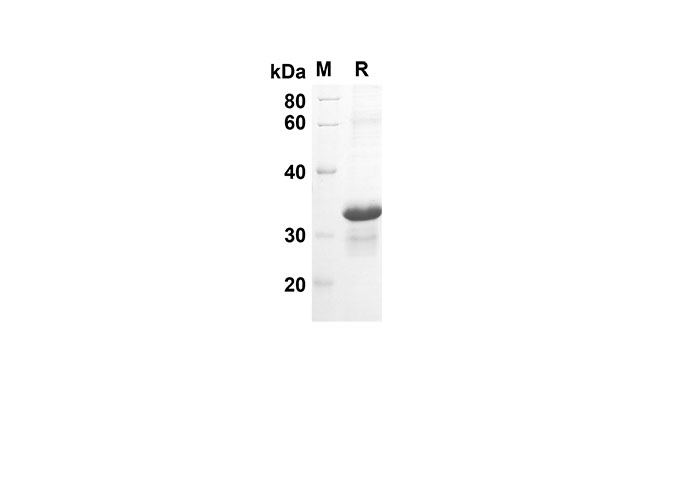 Валидация Elabscience PDEH100533(49)
