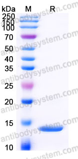 AHB91701, SDS-PAGE