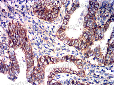 Валидация AntibodySystem RHE14006