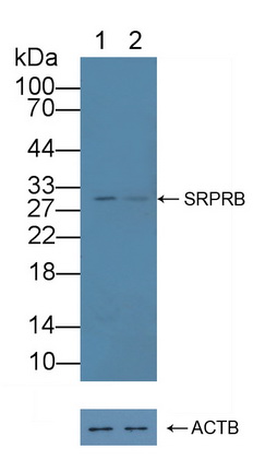 12244