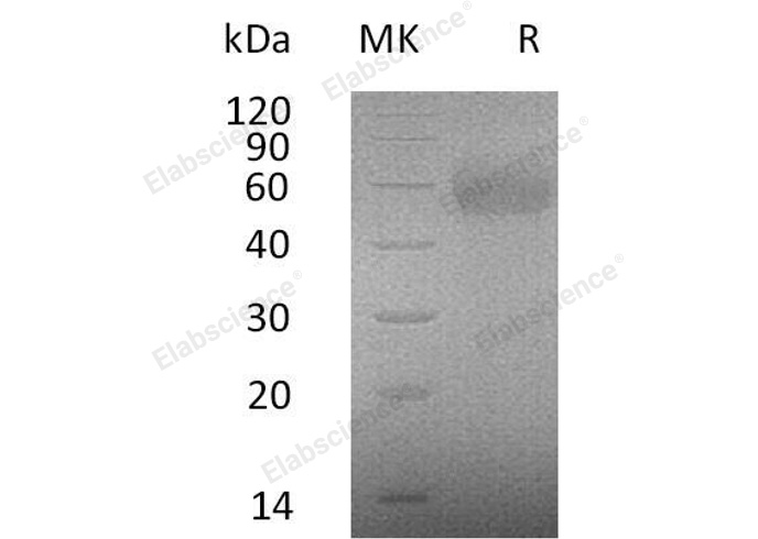 Валидация Elabscience PKSH032573(3024)