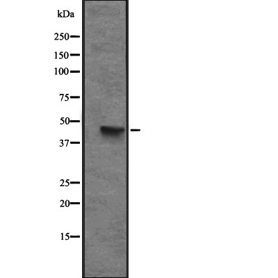 Валидация Affinity DF2328 - 12905