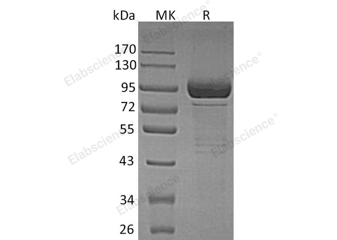 Валидация Elabscience PKSH033267(3605)