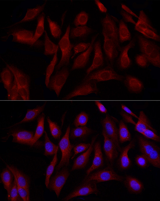 Валидация Elabscience E-AB-93281