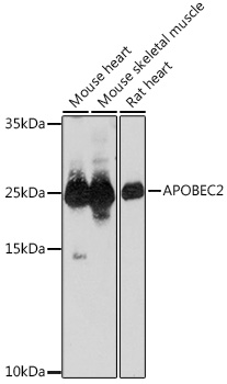 Валидация Elabscience E-AB-92108