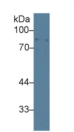 13296