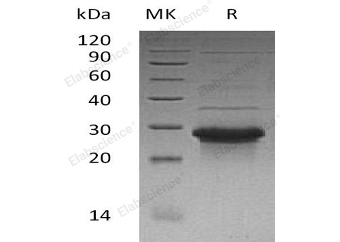 Валидация Elabscience PKSH033226(3570)