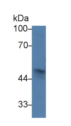 14265