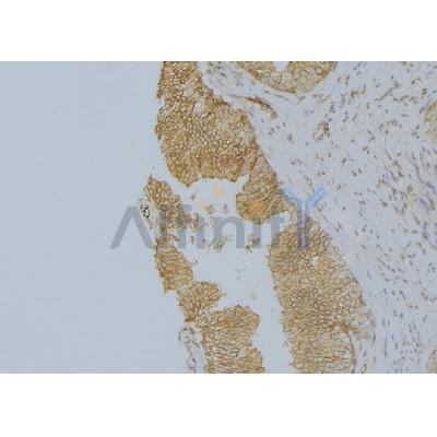 Валидация Affinity DF9001 - 21210