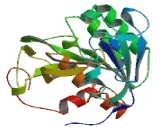 Nucleoporin 62kDa (NUP62)
