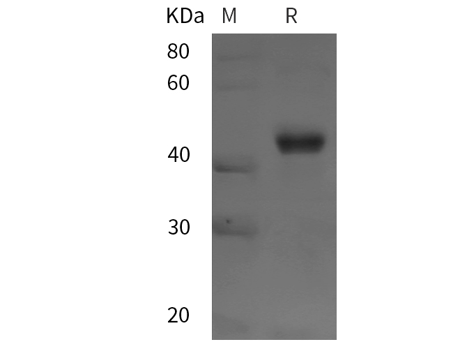 Валидация Elabscience PDEH101083(463)