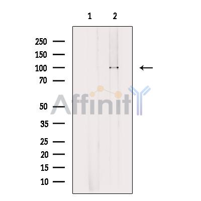 Валидация Affinity DF12218 - 6493