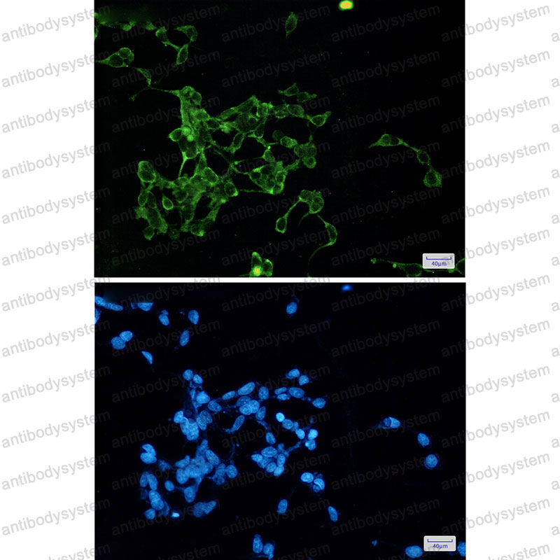 Валидация IF - AntibodySystem RHN68101
