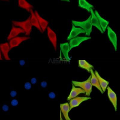 Валидация Affinity DF16103 - 12682