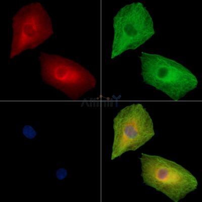 Валидация Affinity DF15944 - 12458