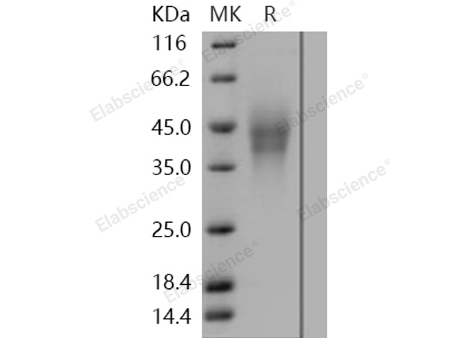 Валидация Elabscience PKSH030989(1802)