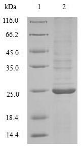 SDS-PAGE