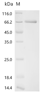 SDS-PAGE