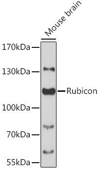 Валидация Elabscience E-AB-90595