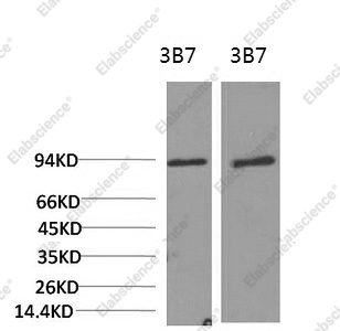 Вестерн-блоттинг, PI 3 kinase p85 alpha, клетки 3T3 и ткань печени крысы