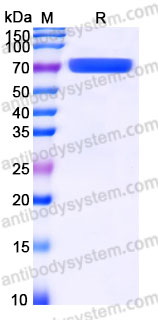 EHG82801, SDS-PAGE