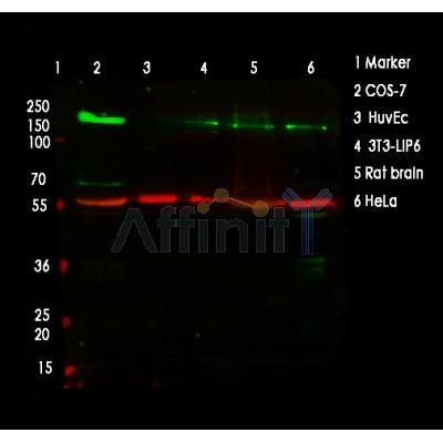 Валидация Affinity AF5145 - 2540