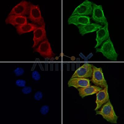 Валидация Affinity DF4999 - 16860