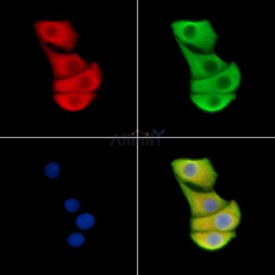 Валидация Affinity DF8955 - 21127