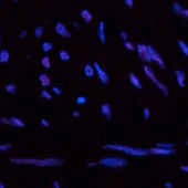 Валидация Elabscience E-AB-22146