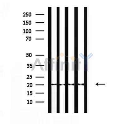 Валидация Affinity DF9703 - 22486