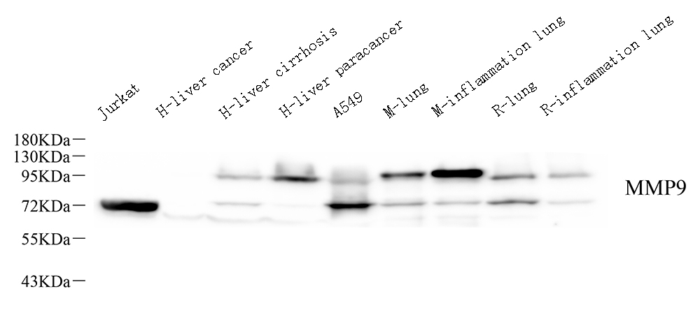 Валидация Elabscience E-AB-70247