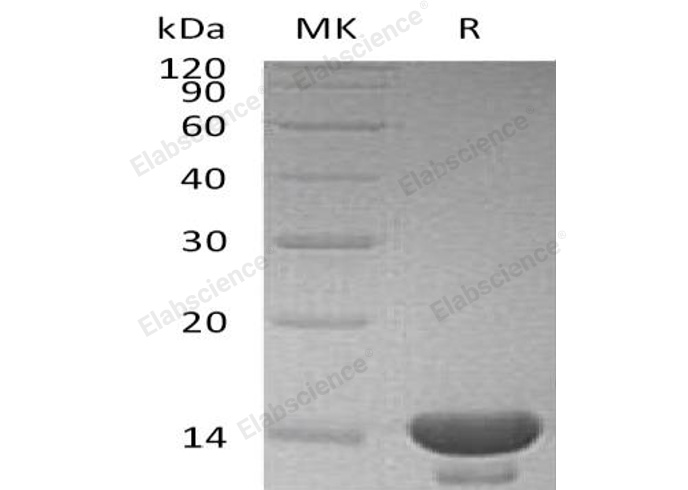 Валидация Elabscience PKSH032322(2813)
