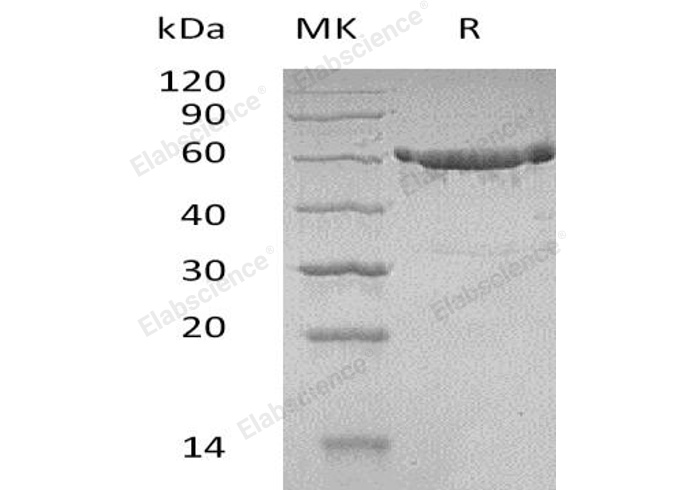 Валидация Elabscience PKSH032670(3104)