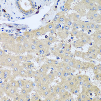 Валидация Elabscience E-AB-63073