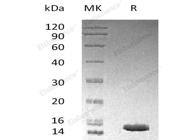 Валидация Elabscience PKSH032742(3169)