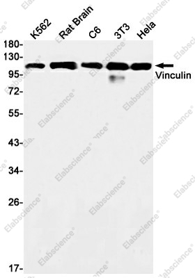 Вестерн-блоттинг, Vinculin, клетки K562, мозг крысы, клетки C6, 3T3, HeLa